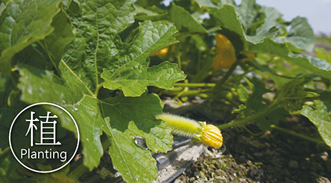 植 Planting